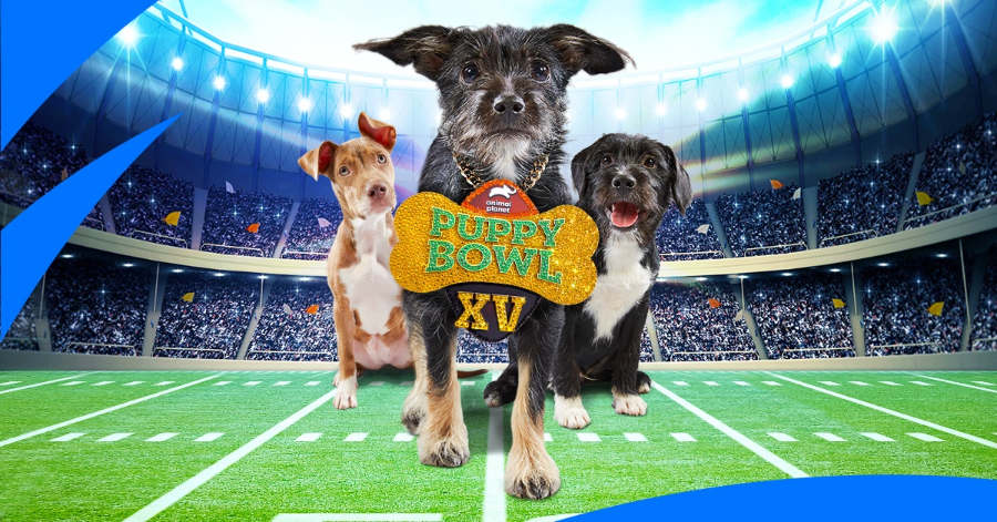 Stream the Puppy Bowl and Kitten Bowl on Roku devices (2019)