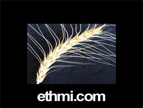 Endtime Harvest