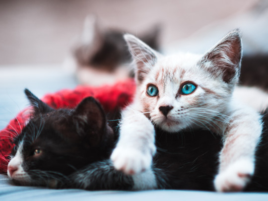 ScreenSaver Cats