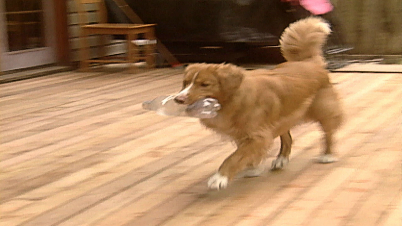 Dog Viral Videos Roku Channel Store Roku