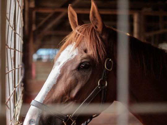 ScreenSaver Horses