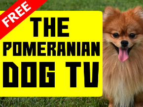 free dog tv channel