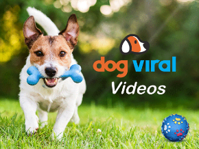 FAST DOG ENTERTAINMENT VIDEO - Dog TV - Video for Dogs in 4K 