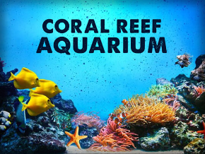 Coral Reef Aquarium - Aqua water Video Free | TV App | Roku Channel ...