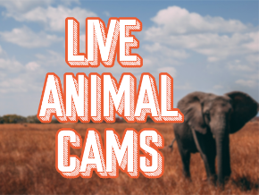 Live Animal Cams | TV App | Roku Channel Store | Roku