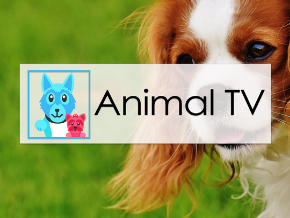 Animal TV | TV App | Roku Channel Store | Roku