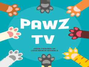 Pawz TV