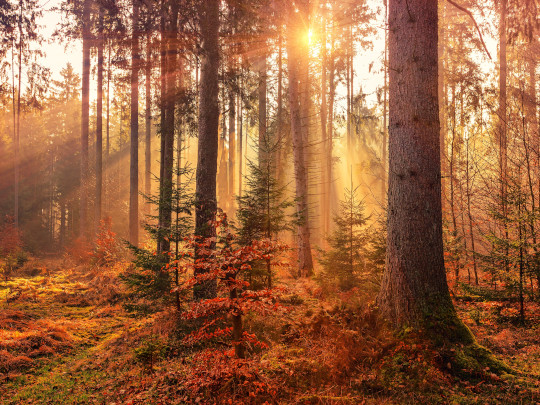 ScreenSaver Trees