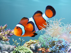 best aquarium screensaver roku