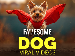 Dog Viral Videos