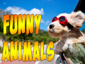 Funny Animals | TV App | Roku Channel Store | Roku