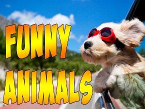 Funny Animal Videos!!