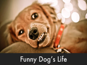 Dogs: Funny videos