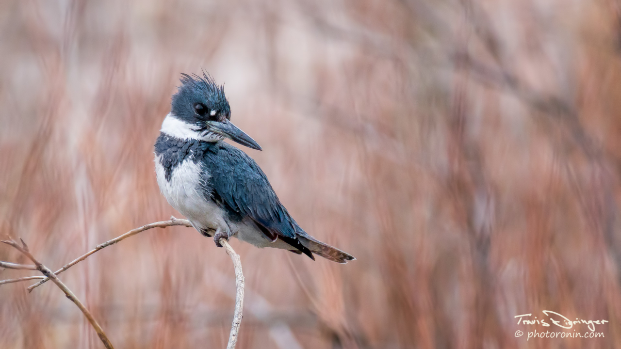 Birds by Photo Ronin | RK Guide
