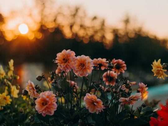 ScreenSaver Flowers