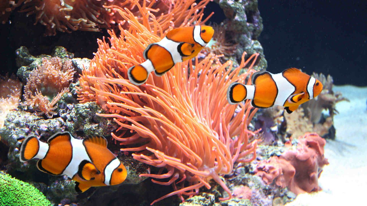 Clown Fish Aquarium Screensave TV App Roku Channel Store Roku