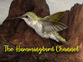 The Hummingbird Channel