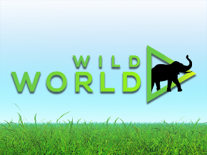 Wild World - Animal TV | TV App | Roku Channel Store | Roku
