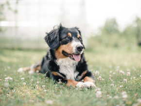 Roku best sale dog tv