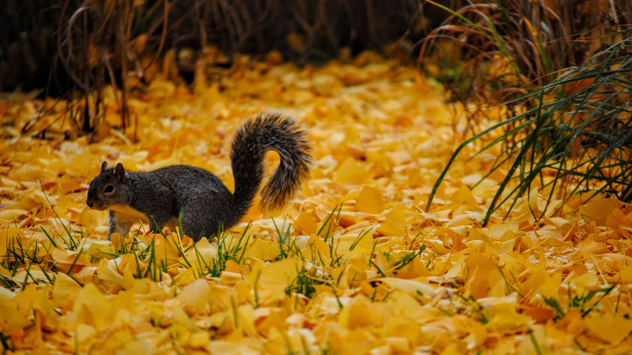 Amazing Fall Screensaver TV App Roku Channel Store Roku