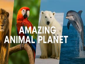 Amazing Animal Planet