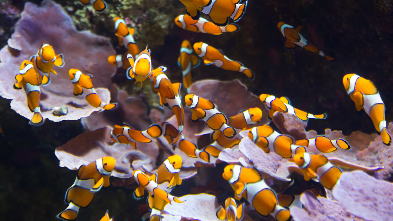 Clown Fish Aquarium Screensave TV App Roku Channel Store Roku