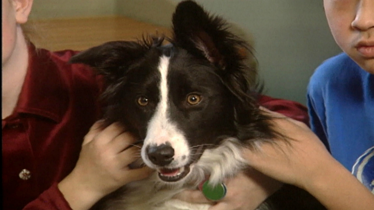 Dog Viral Videos Roku Channel Store Roku