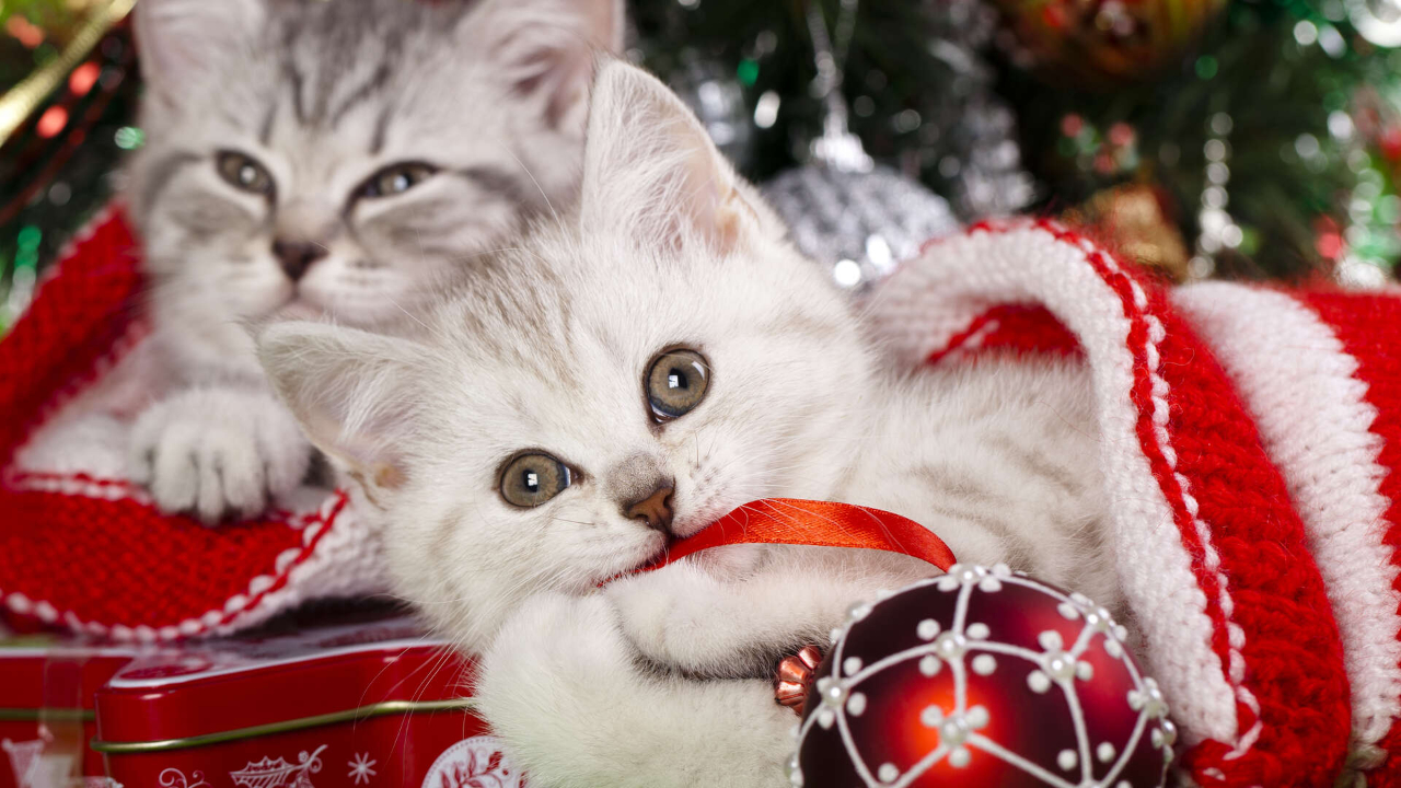 Christmas Cats Screensaver | TV App | Roku Channel Store | Roku