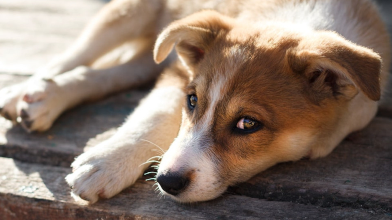 Dogs TV App Roku Channel Store Roku