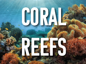 Coral Reef Photo Screensaver | TV App | Roku Channel Store | Roku