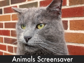 Animals Screensavers