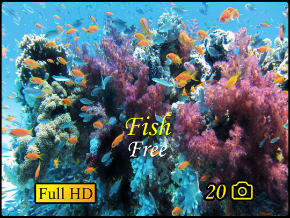 Fish Screensaver | TV App | Roku Channel Store | Roku